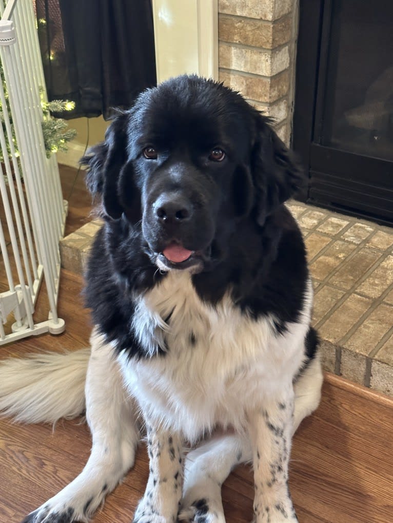 Luna, a Newfoundland tested with EmbarkVet.com