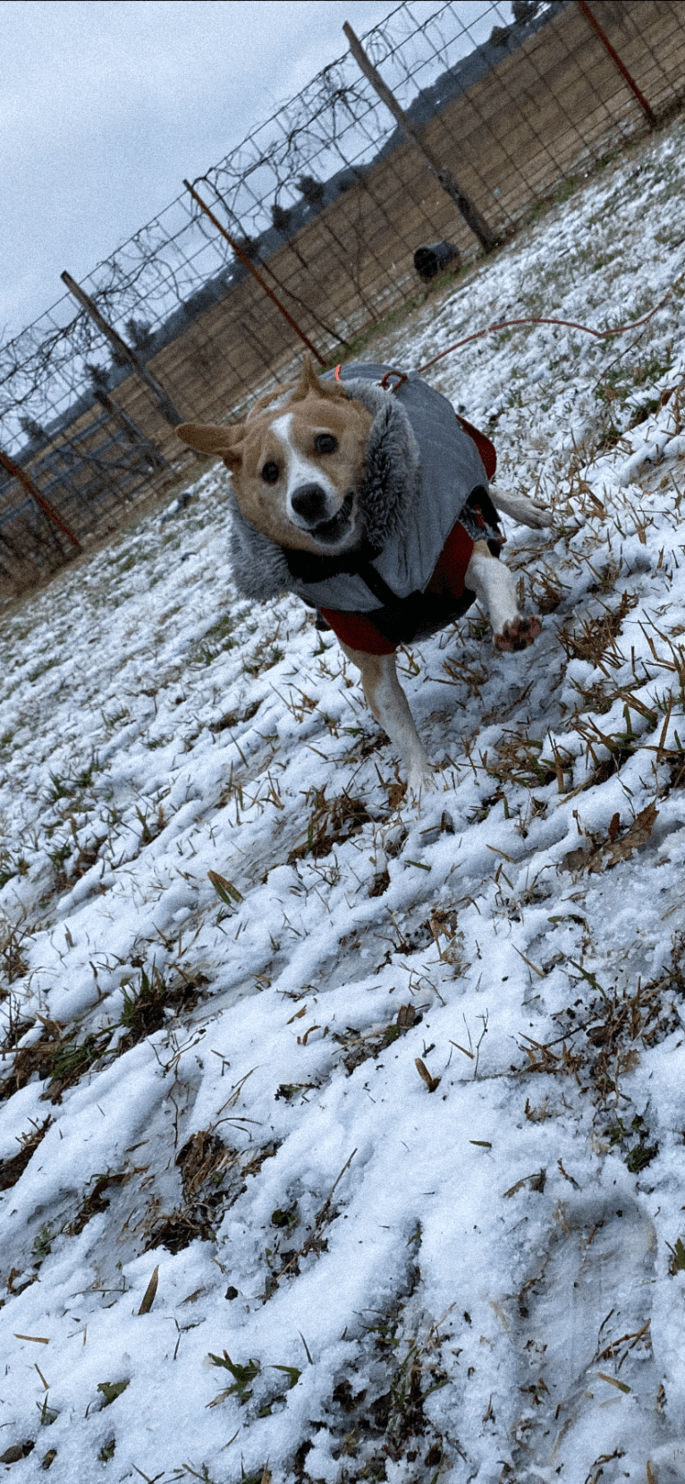 Nancy, a Chihuahua and Great Pyrenees mix tested with EmbarkVet.com