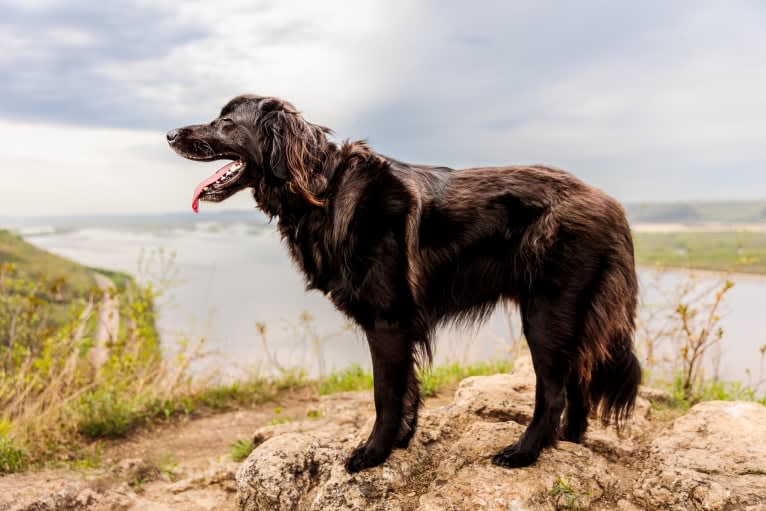 Conway, a Golden Retriever and Great Pyrenees mix tested with EmbarkVet.com