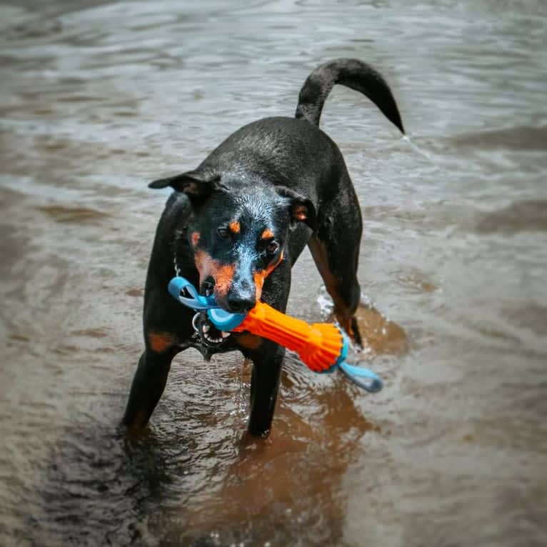 Hati, a Doberman Pinscher and German Shepherd Dog mix tested with EmbarkVet.com