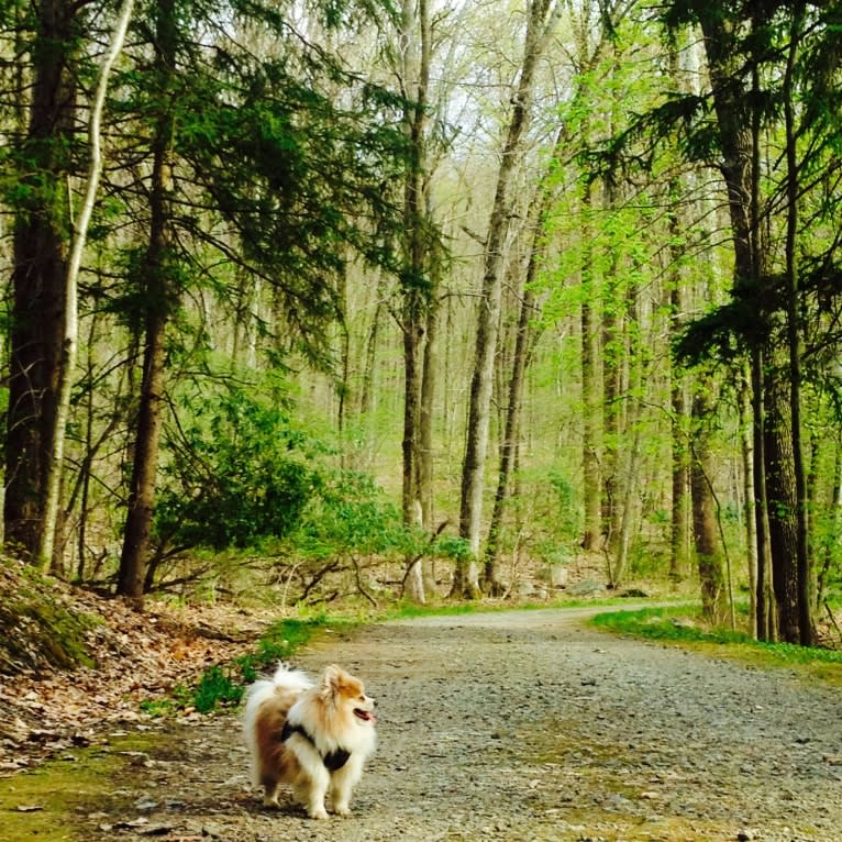 Techno, a Pomeranian tested with EmbarkVet.com