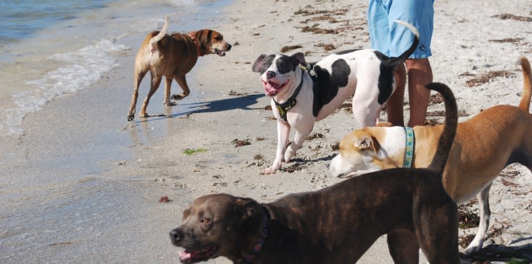 Cypress, an American Bully and American Pit Bull Terrier mix tested with EmbarkVet.com