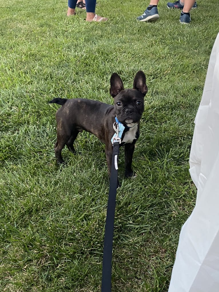 Stitch, a French Bulldog tested with EmbarkVet.com