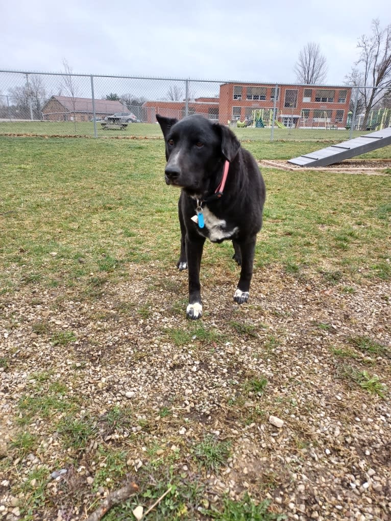 Mandy, a Siberian Husky and Golden Retriever mix tested with EmbarkVet.com