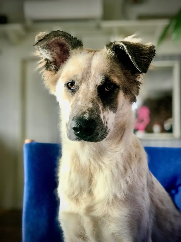 Sami, an Eastern European Village Dog tested with EmbarkVet.com
