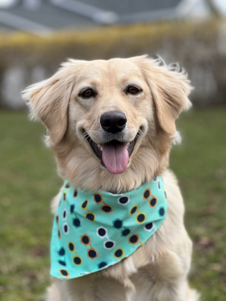 Puff, a Labrador Retriever and Golden Retriever mix tested with EmbarkVet.com