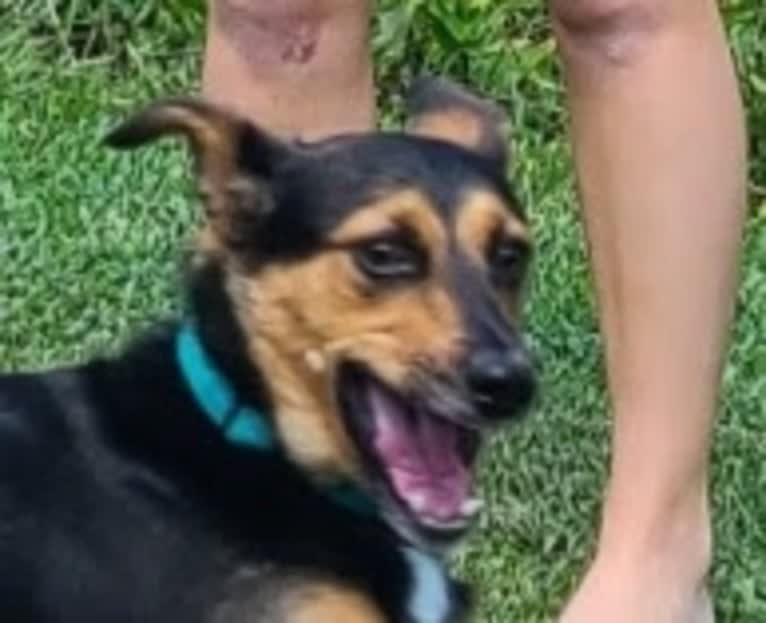 Buck, a Labrador Retriever and Beagle mix tested with EmbarkVet.com