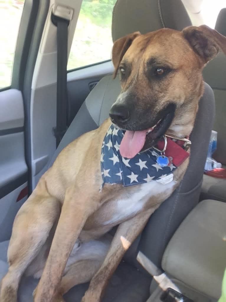 Chubs, an American Bulldog and Siberian Husky mix tested with EmbarkVet.com