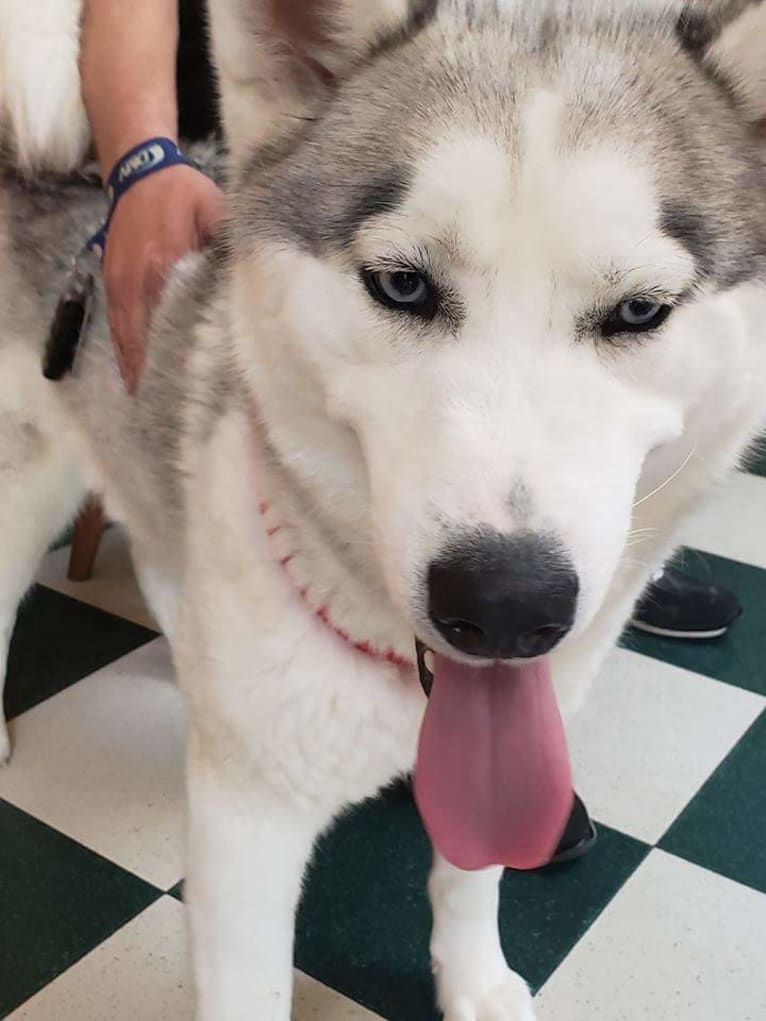 Eeko, a Siberian Husky tested with EmbarkVet.com