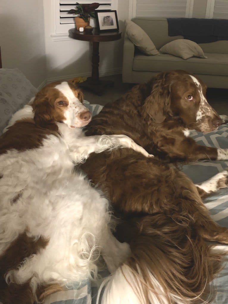 Autumn, a Brittany tested with EmbarkVet.com