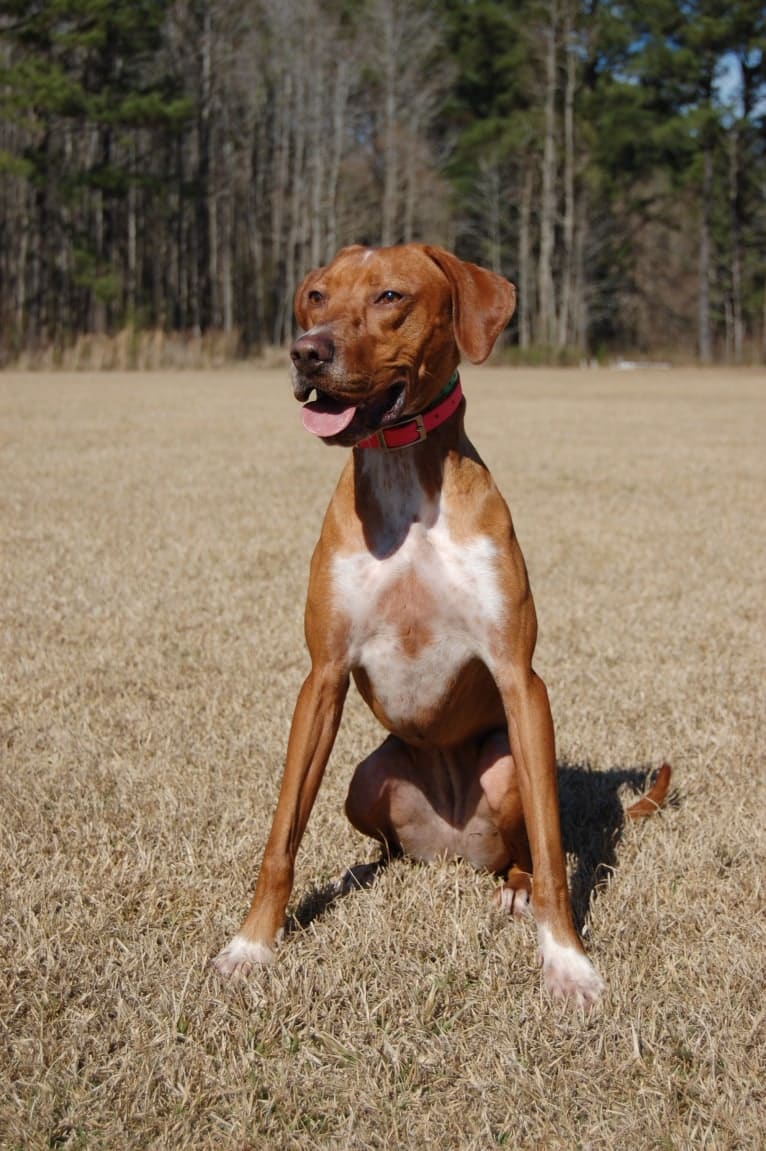 Tula, a Pointer and Llewellin Setter mix tested with EmbarkVet.com