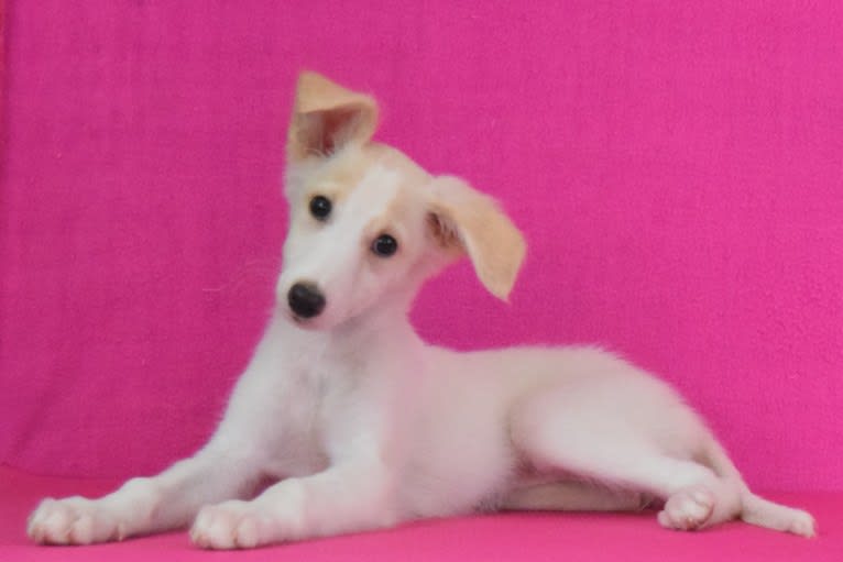 Lemon, a Silken Windhound tested with EmbarkVet.com