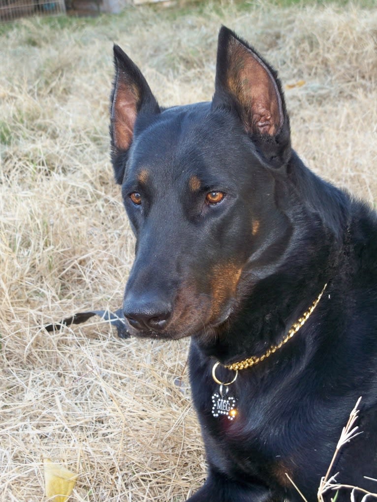 Meg, a Beauceron tested with EmbarkVet.com