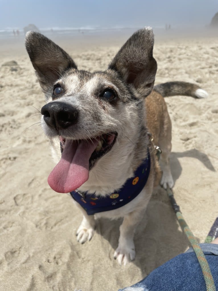 Albert, an Eastern European Village Dog tested with EmbarkVet.com