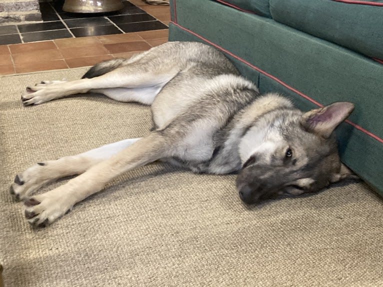 Obi, a Saarloos Wolfdog and Norwegian Elkhound mix tested with EmbarkVet.com