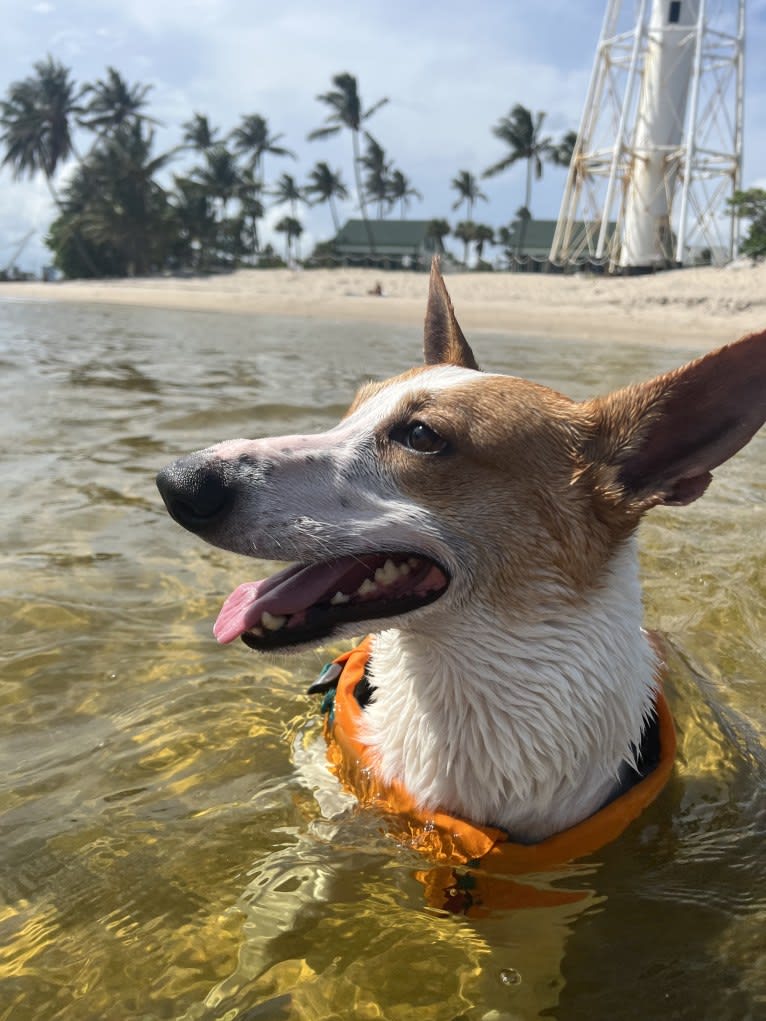 Banbury Cross Berlin, a Carolina Dog tested with EmbarkVet.com