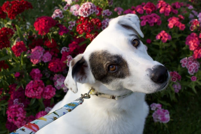 Roma, an European Village Dog tested with EmbarkVet.com