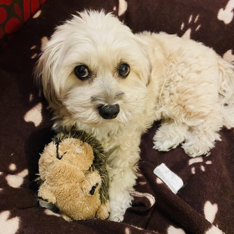 Lucki, a Shih Tzu and Poodle (Small) mix tested with EmbarkVet.com