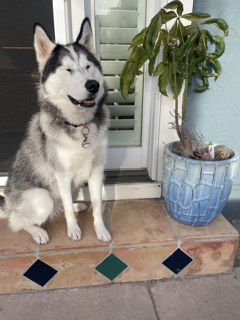 Hazel, a Siberian Husky and German Shepherd Dog mix tested with EmbarkVet.com