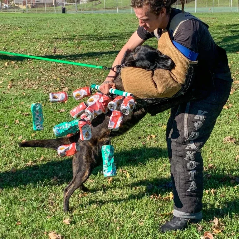 Static, a Dutch Shepherd tested with EmbarkVet.com