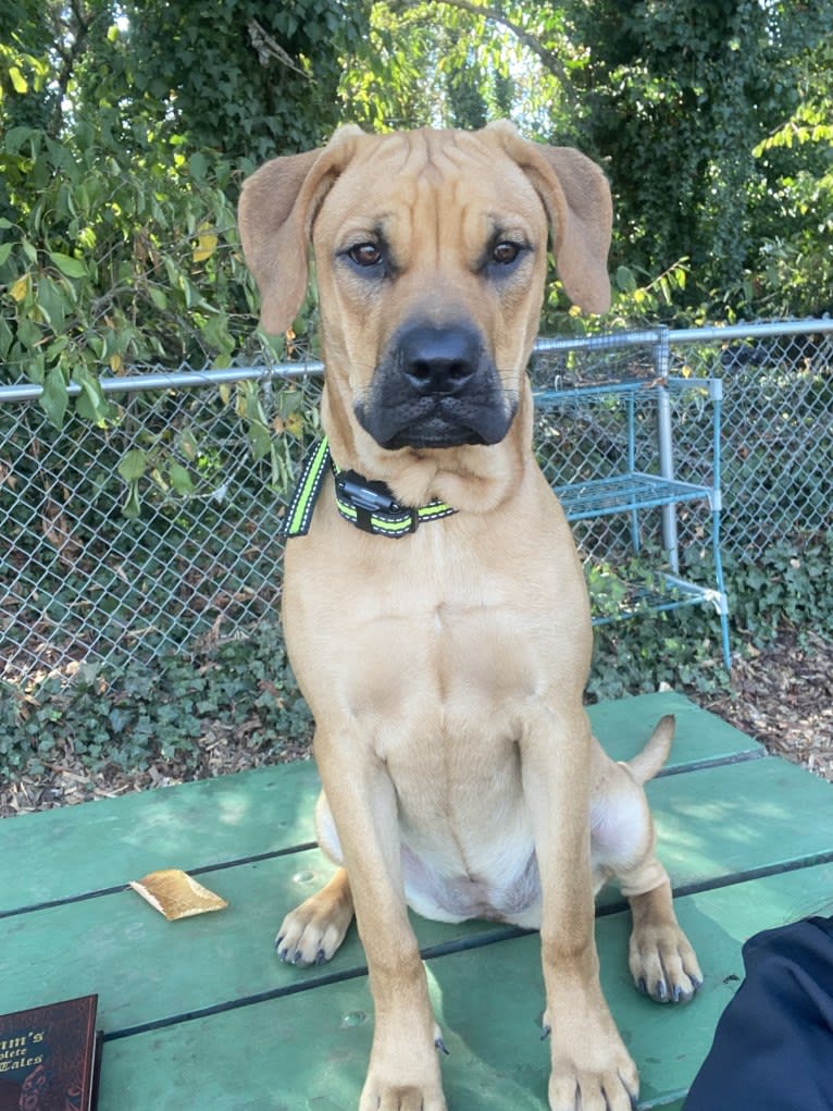 Tallulah, a Perro de Presa Canario tested with EmbarkVet.com