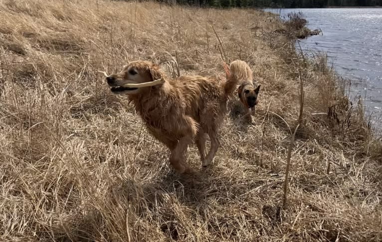 Timber “Gross Manor’s I’ll Be The One You Won’t Forget”, a Golden Retriever tested with EmbarkVet.com
