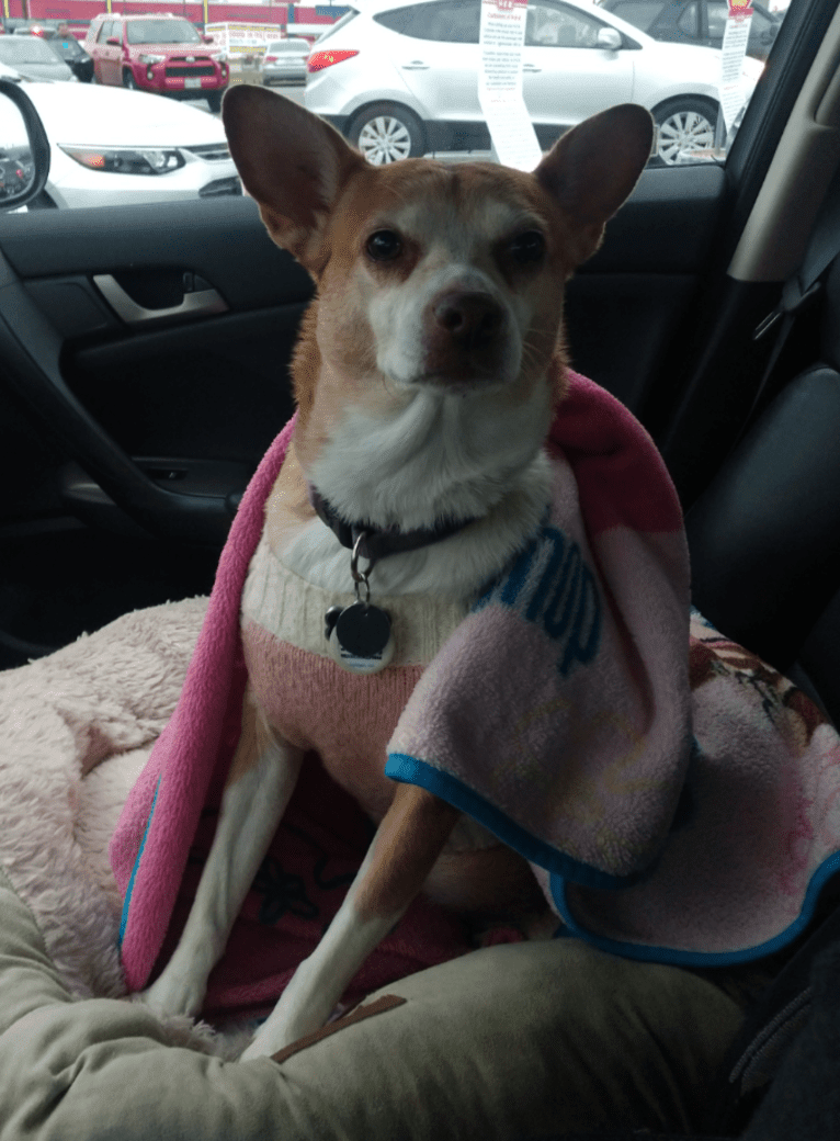 Farah, a Chihuahua and American Pit Bull Terrier mix tested with EmbarkVet.com