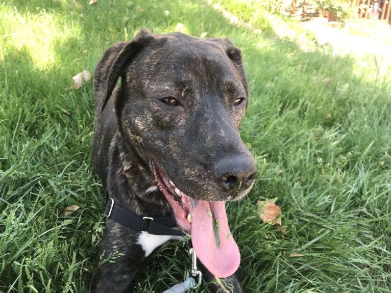 Helo, a Great Dane and American Pit Bull Terrier mix tested with EmbarkVet.com