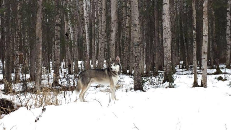 Jack Daniels, an Alaskan-type Husky tested with EmbarkVet.com