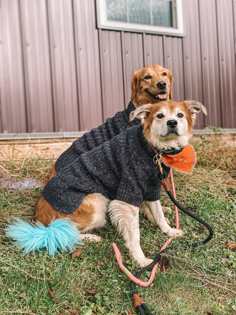 Marley, a Golden Retriever tested with EmbarkVet.com