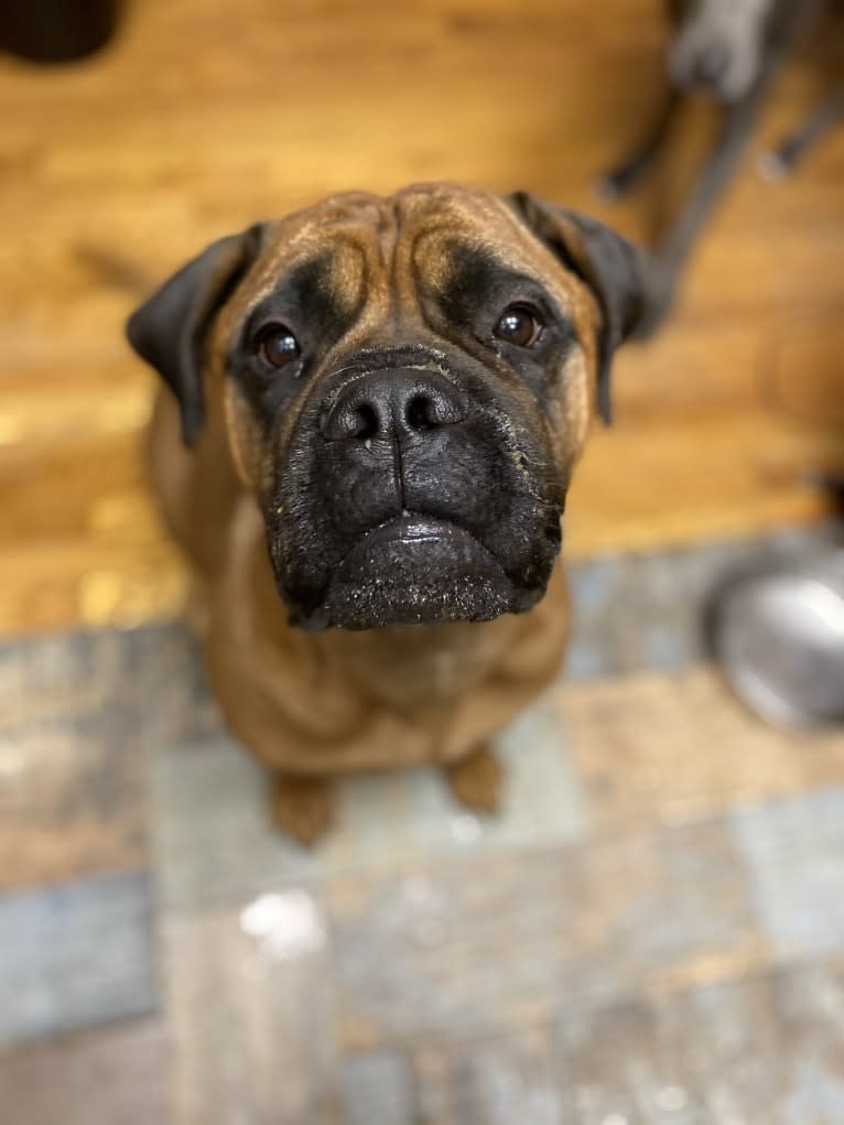 Indiana Jones, a Bullmastiff tested with EmbarkVet.com