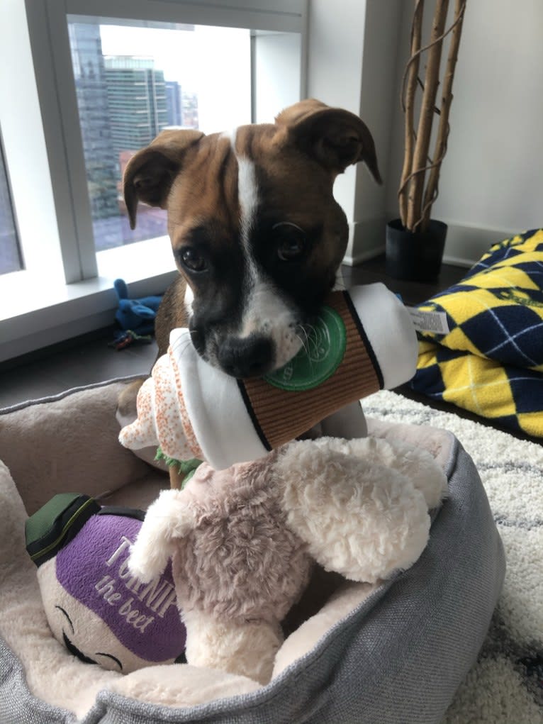 Photo of Oakley, a Boxer, American Pit Bull Terrier, and Mixed mix in Chicago, Illinois, USA