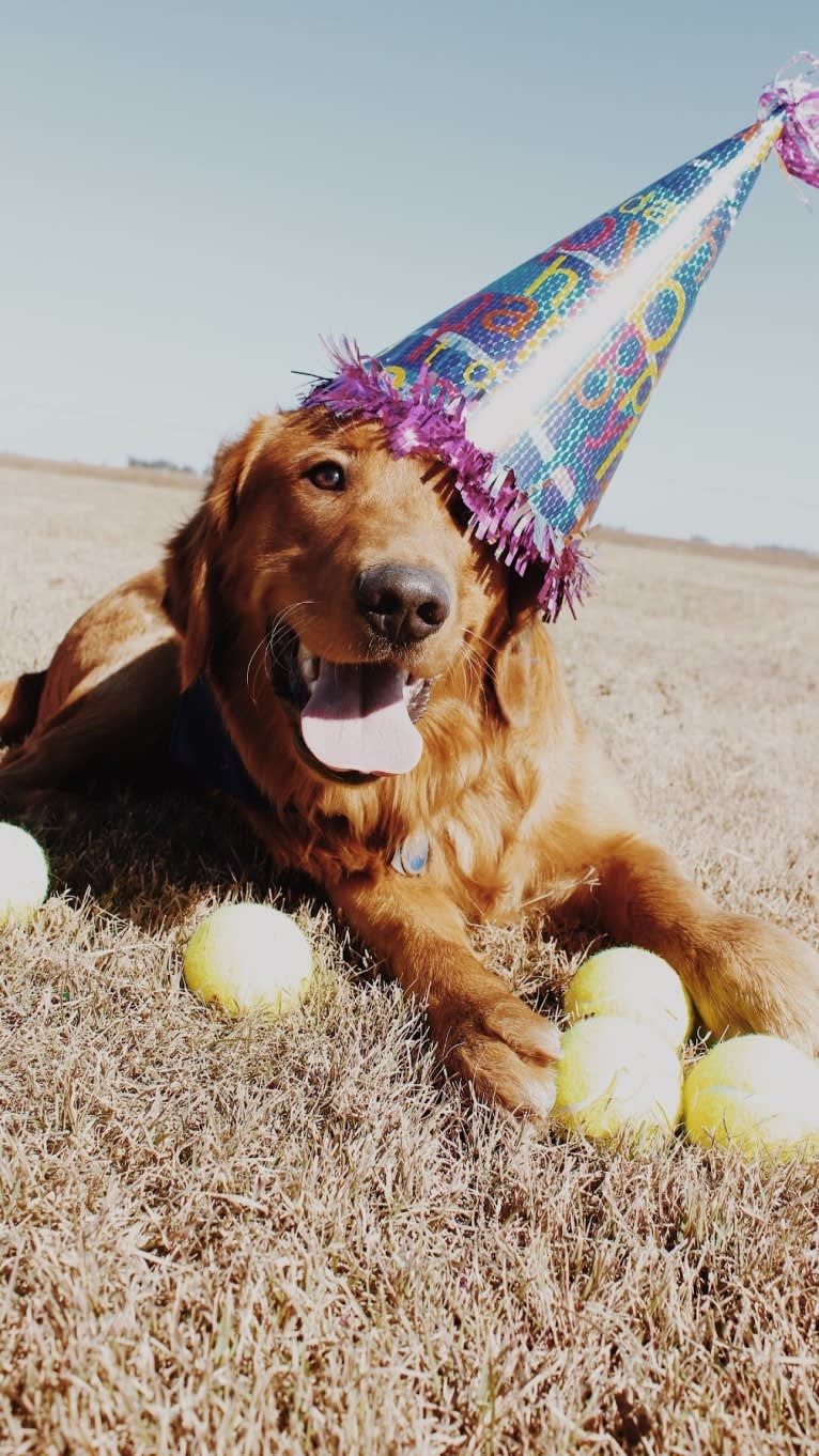 Cooper, a Golden Retriever tested with EmbarkVet.com