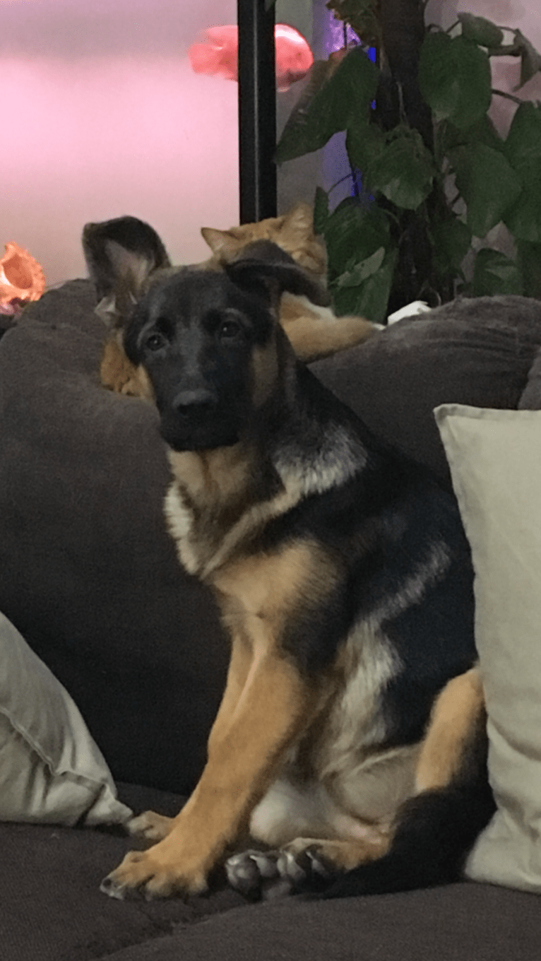 Hallie, a German Shepherd Dog (8.7% unresolved) tested with EmbarkVet.com