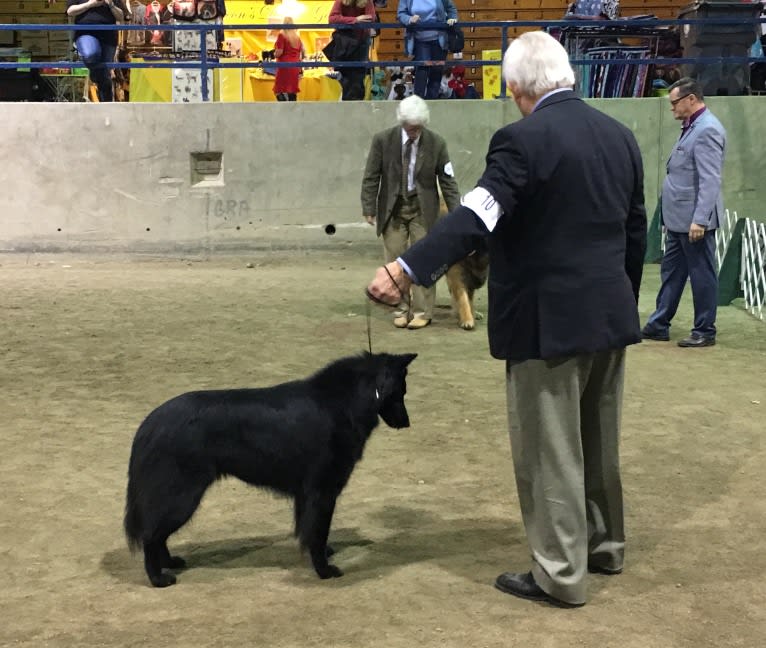 Baku, a Belgian Shepherd tested with EmbarkVet.com