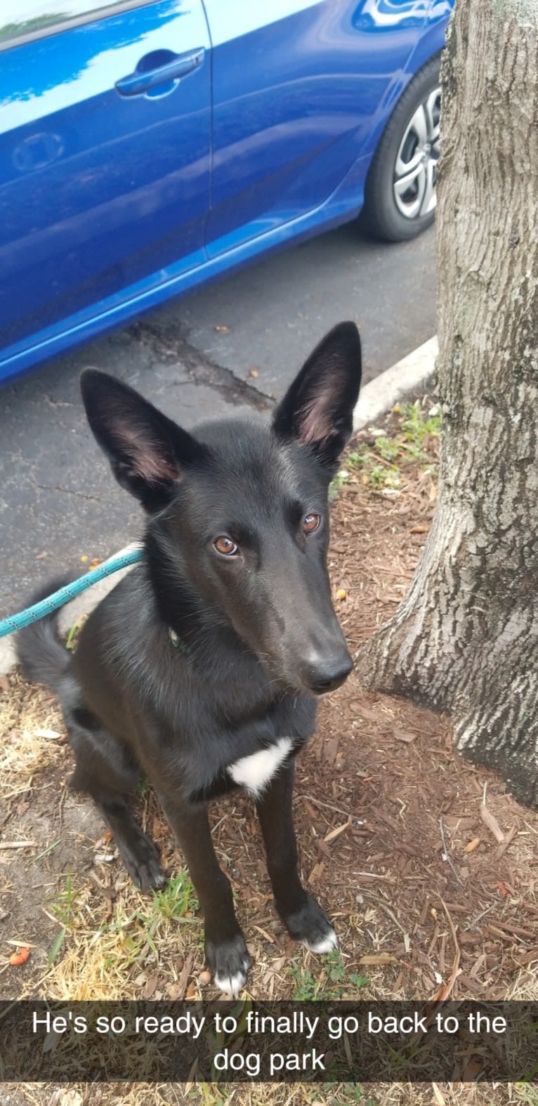 Kenai, an Alaskan-type Husky tested with EmbarkVet.com