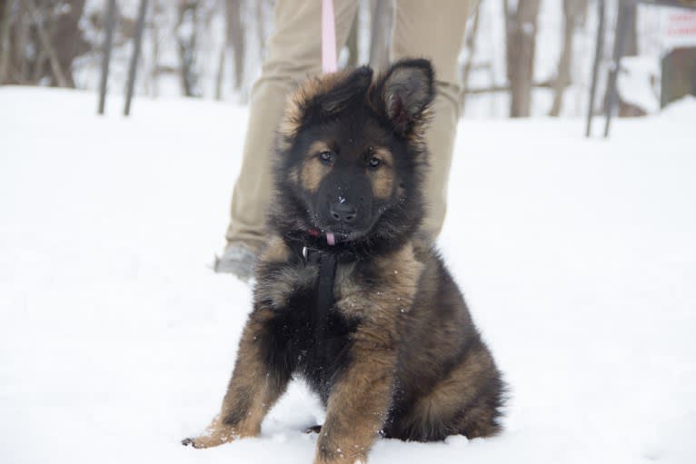 Zahara, a German Shepherd Dog tested with EmbarkVet.com