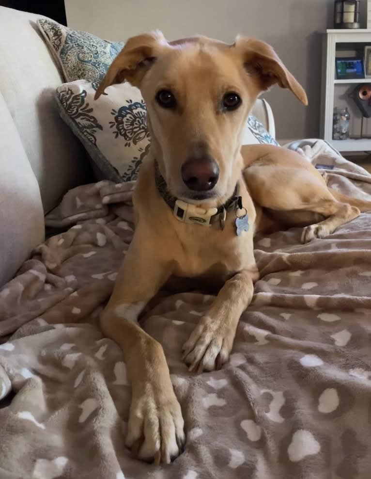 Lenny, an Arabian Village Dog tested with EmbarkVet.com