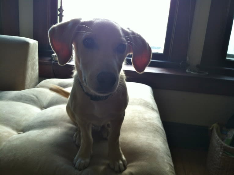 Gunnar Wayne Fear, a Mountain Cur and Rat Terrier mix tested with EmbarkVet.com