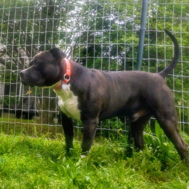 Hulk-E-Boy, an American Bully tested with EmbarkVet.com