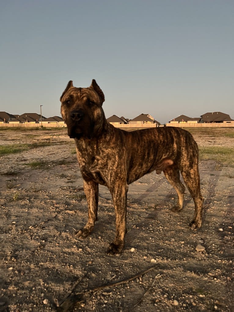 Jäger, a Perro de Presa Canario tested with EmbarkVet.com