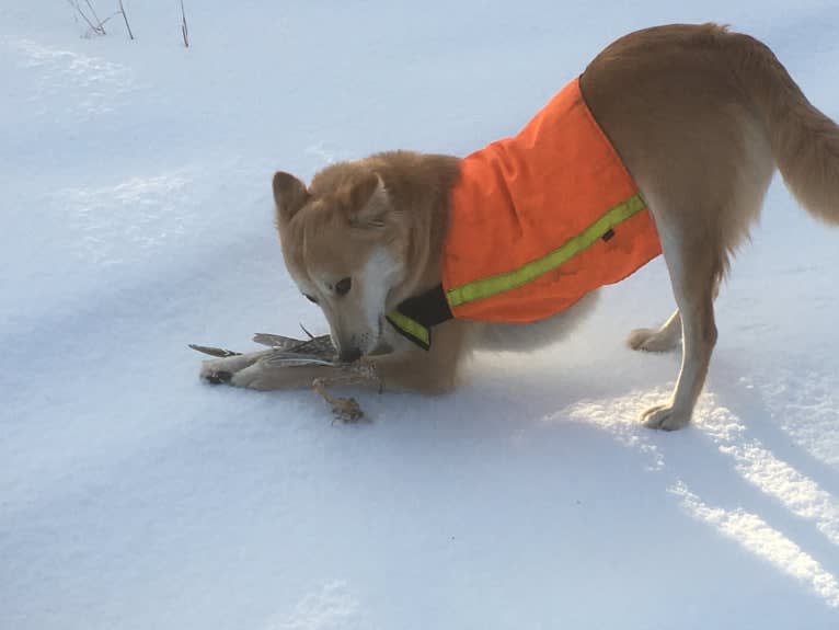 Ashna, a South Asian Village Dog tested with EmbarkVet.com