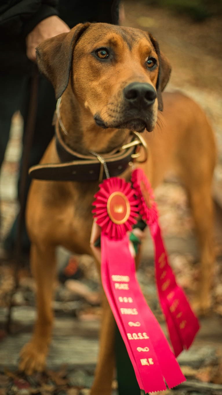 The Southsiders, a Doberman Pinscher and Great Dane mix tested with EmbarkVet.com