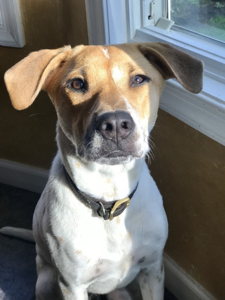 Porter, an American Pit Bull Terrier and Chow Chow mix tested with EmbarkVet.com