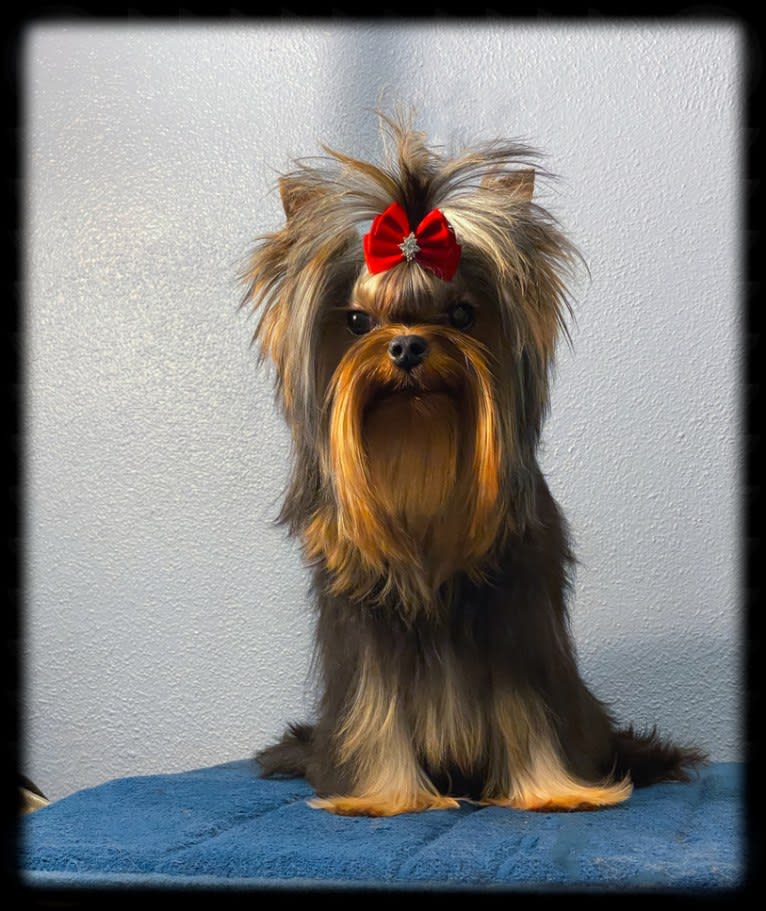 Felix, a Yorkshire Terrier tested with EmbarkVet.com