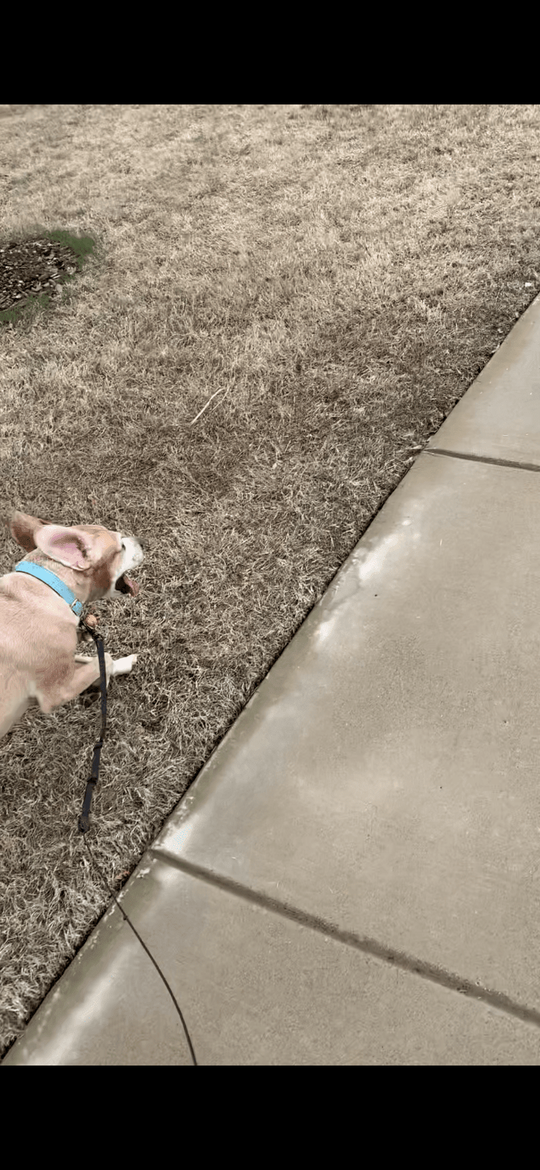 Kimber, an American Pit Bull Terrier and Cocker Spaniel mix tested with EmbarkVet.com