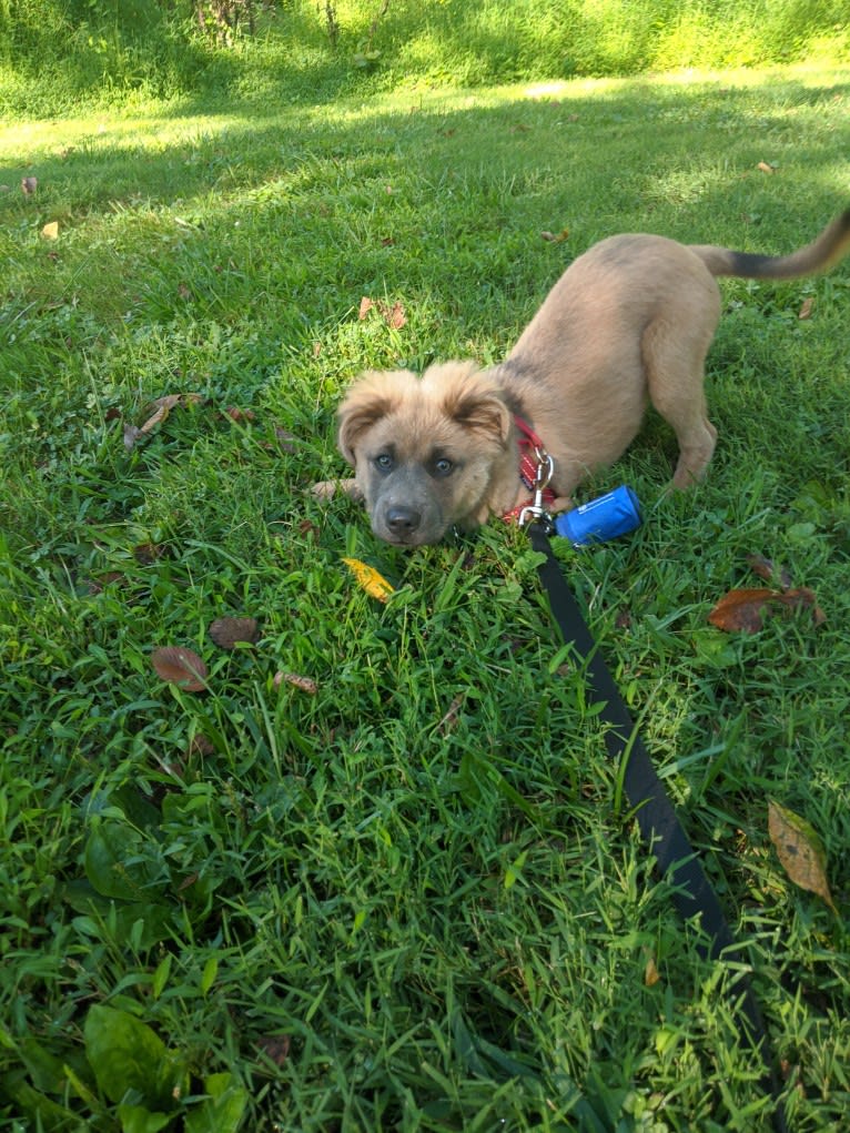 Poco, an American Pit Bull Terrier and Chow Chow mix tested with EmbarkVet.com