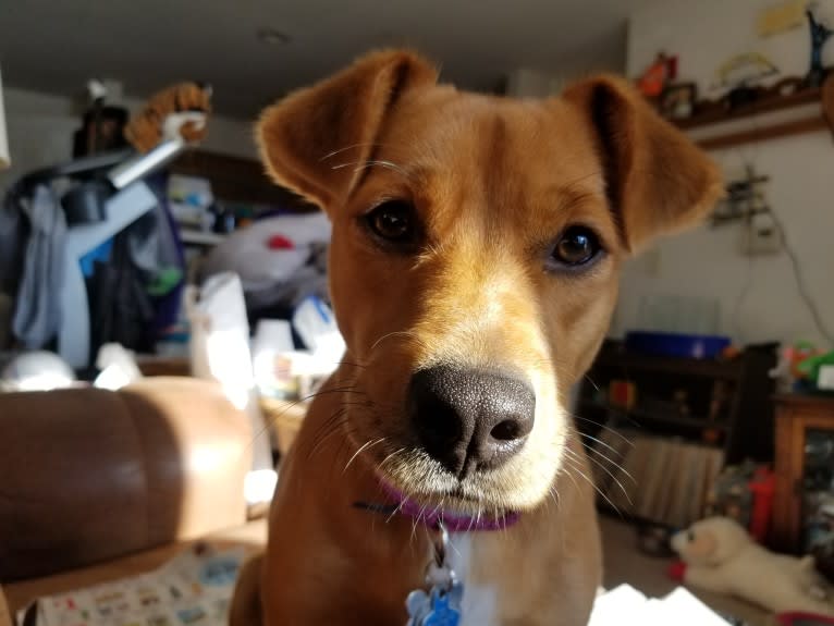 Photo of Mina, a Golden Retriever, American Pit Bull Terrier, Mountain Cur, Russell-type Terrier, Australian Cattle Dog, and Mixed mix in North Carolina, USA
