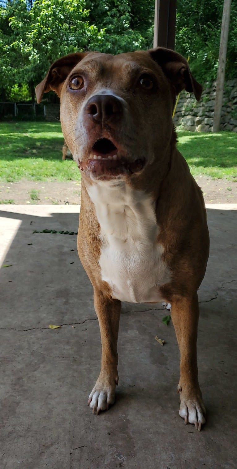 Buttercup, an American Pit Bull Terrier and Labrador Retriever mix tested with EmbarkVet.com