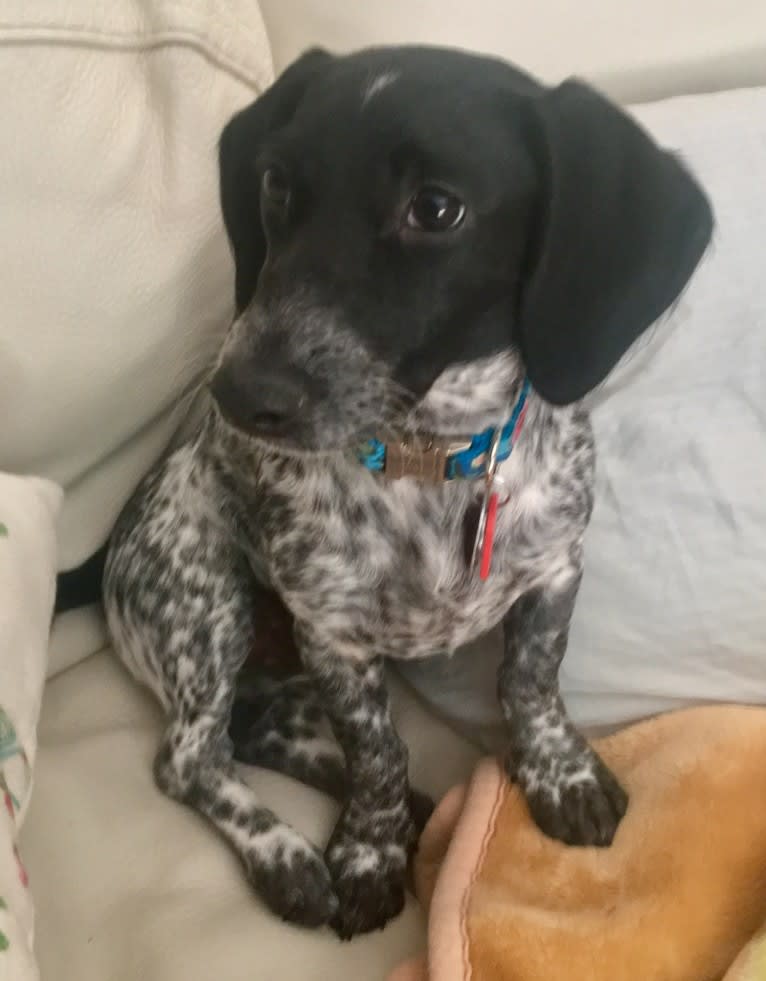 Dachshund pointer sales